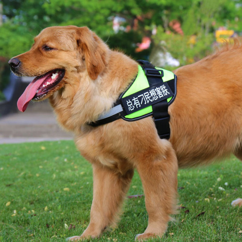 Gentle Pet Harness for Happy Outdoor Adventures