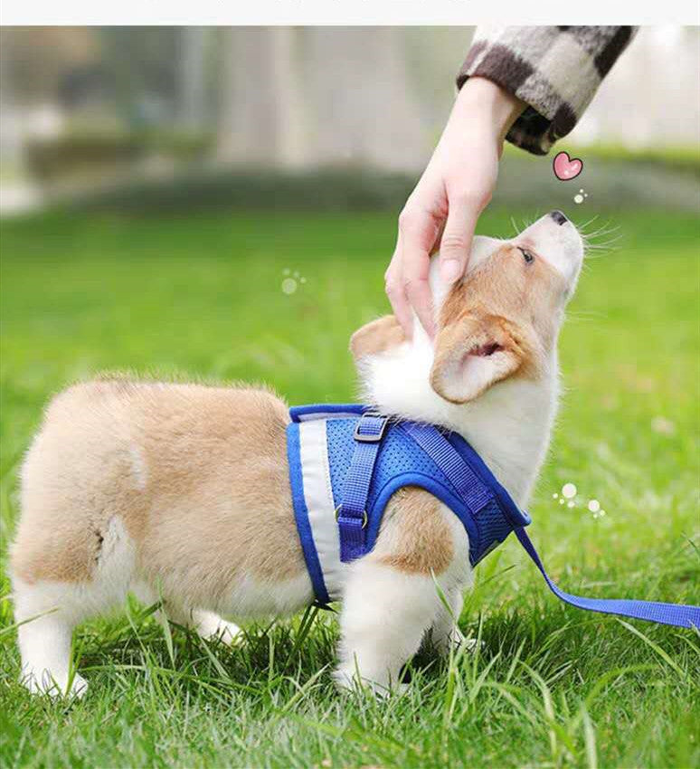 Comfy Pet Harness – Breathable Chest & Back Support